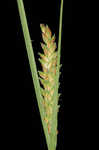 Upright sedge